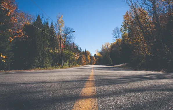 Road, autumn, forest, paint
