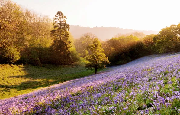 Picture the sun, rays, light, trees, flowers, nature, background, Wallpaper