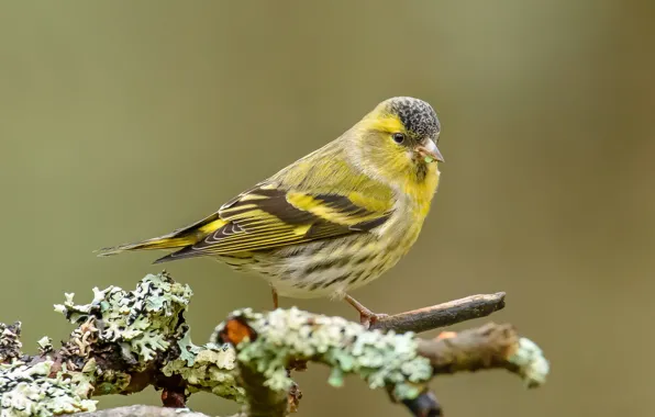 Branches, bird, Chizh