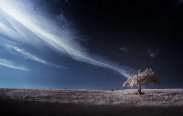 Field, the sky, trees