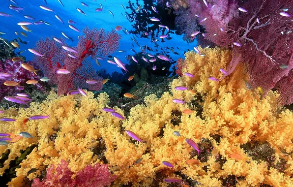 Fish, yellow, photo, corals, purple