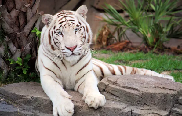 White, grass, face, tiger, stones, predator, paws, lies