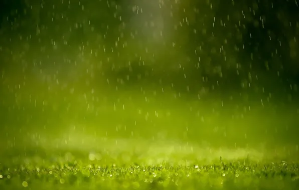 Picture greens, grass, drops, squirt, rain