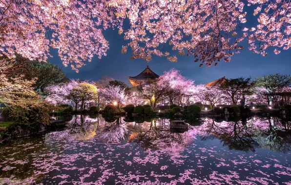 Picture light, flowers, night, the city, lights, pond, spring, Japan