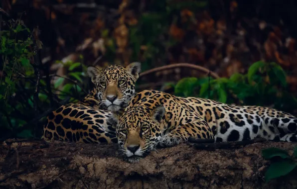 Look, shadow, pair, Jaguar, cub, the bushes, muzzle, lie