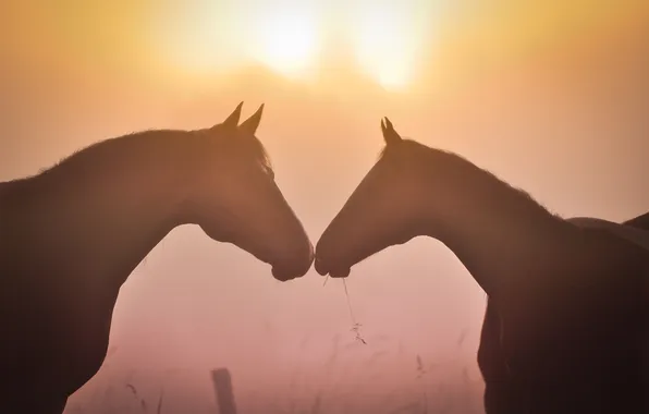 Field, the sun, light, fog, dawn, horses, morning, horse