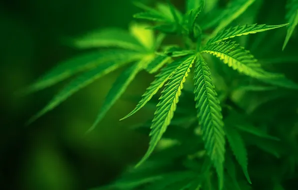 Field, plant, Green, Hemp