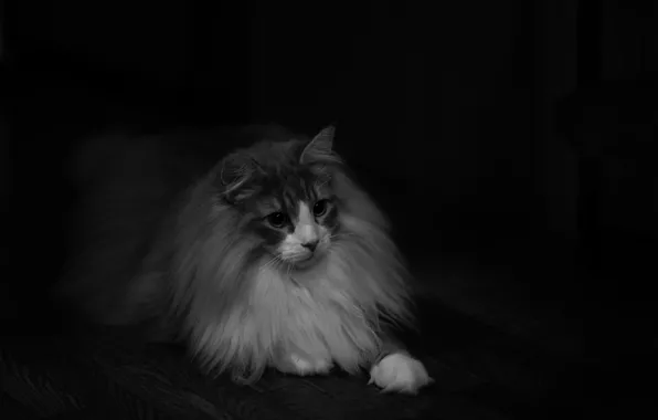 Cat, look, wool