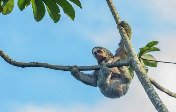 Pose, Palma, tree, branch, paws, sloth, hanging, blue sky