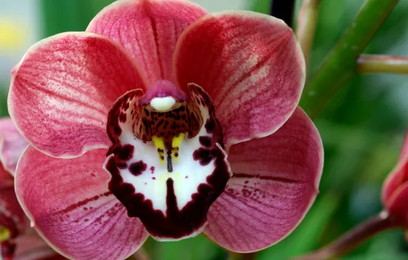 PETALS, MACRO, PISTIL, STAMENS, ORCHID