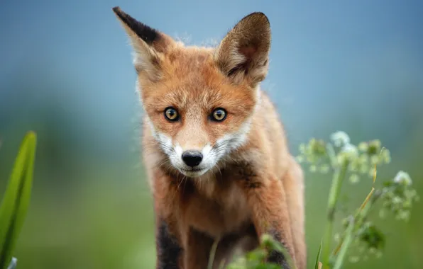 Look, portrait, Fox, face, Fox