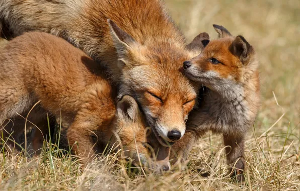 Picture grass, the sun, nature, Fox, red, Fox, cubs
