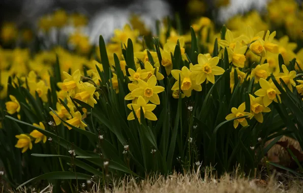 A lot, yellow, daffodils