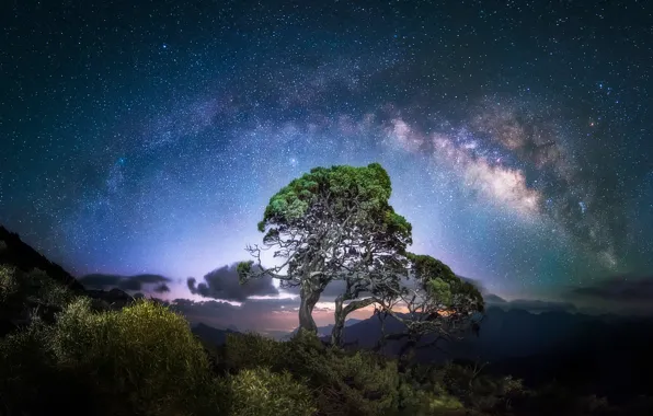 Picture the sky, stars, trees, night, the milky way