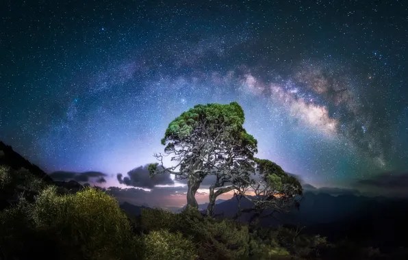 The sky, stars, trees, night, the milky way