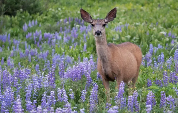 Picture greens, field, summer, look, flowers, glade, deer, lilac