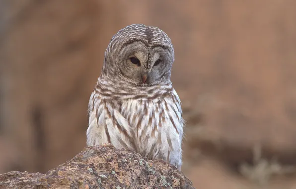 Owl, stone, a barred owl