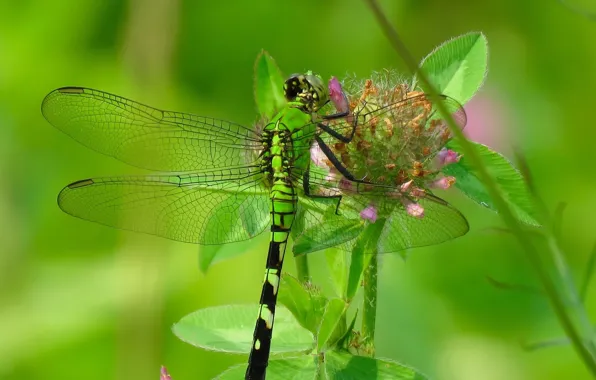 Flower, macro, dragonfly, clover