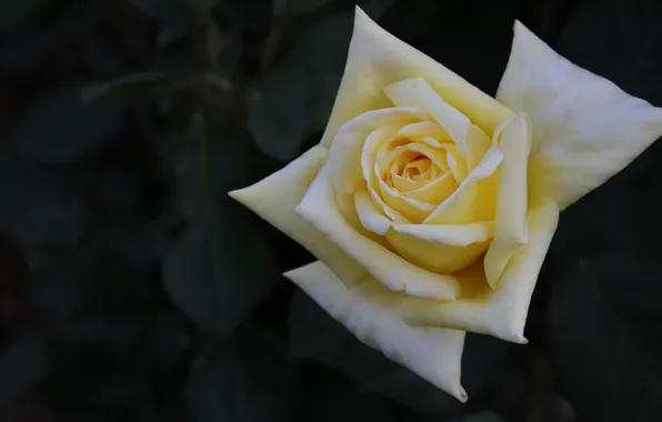 Flower, leaves, macro, the dark background, rose, petals, Bud, white