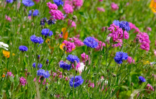 Picture summer, flowers, blue, glade, bright, pink, field, bokeh