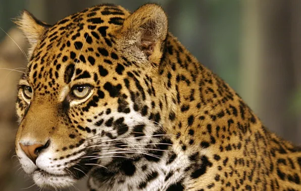 Picture cat, Jaguar, spot, jaguar