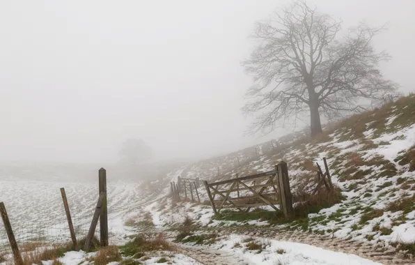 Winter, fog, the fence