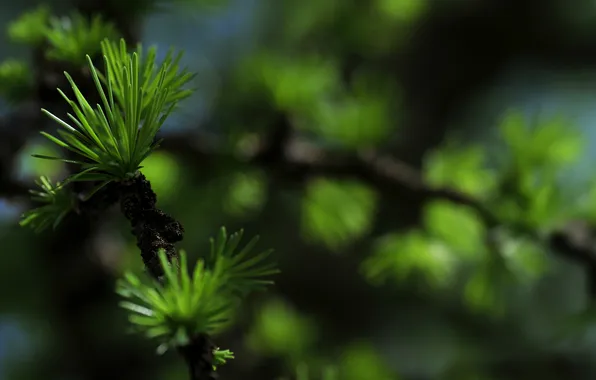 Macro, branches, glare, blur, ate, barbed