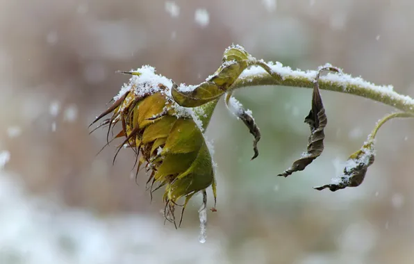 Autumn, snow, sunflowers, wilting