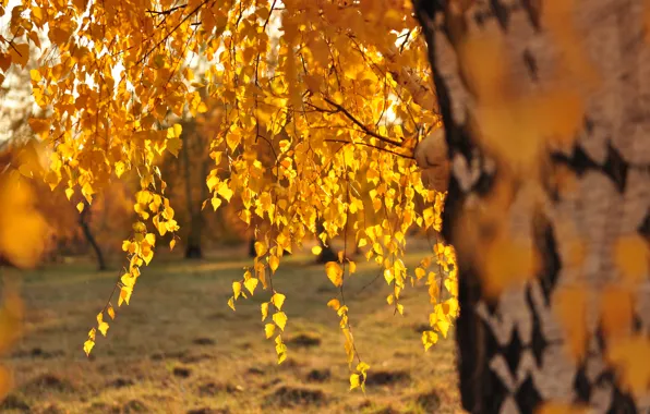 Leaves, the sun, birch, Golden autumn