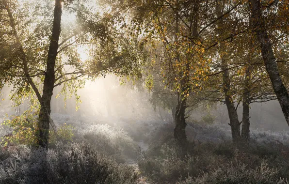 Picture autumn, forest, trees, fog, foliage, morning, birch, path