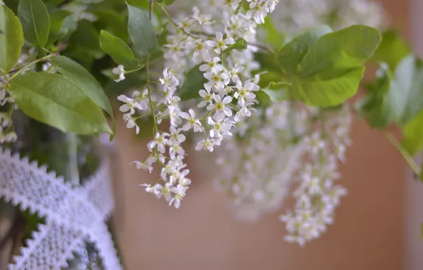 Picture flowers, mood, spring, cherry