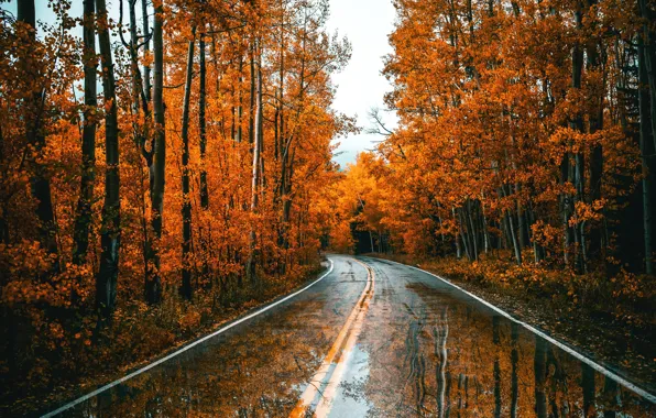 Road, autumn, forest