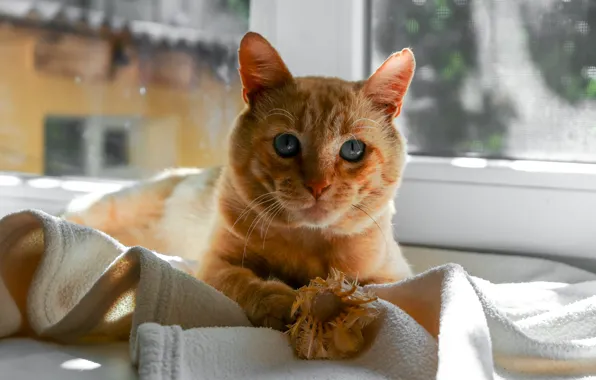 Cat, cat, look, light, pose, house, portrait, window