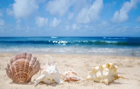 Sand, sea, surf, shell, shell