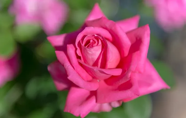 Picture macro, pink, rose, petals, Bud, bokeh