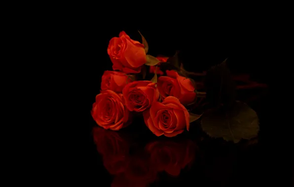 Picture red, roses, bouquet, black background
