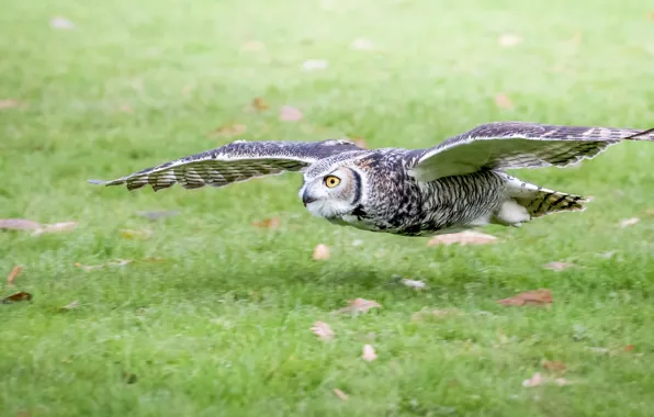 Grass, flight, owl, bird, glade, foliage, lawn, flying