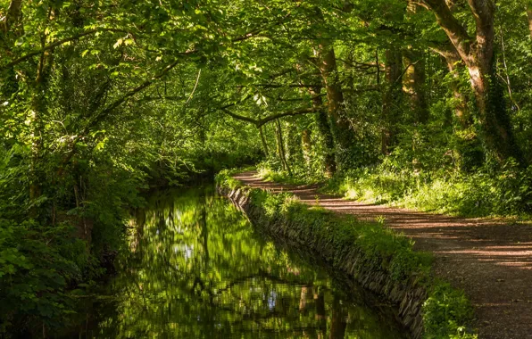 Picture greens, forest, trees, river, England, river, path, England