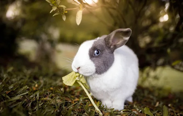 Grass, look, nature, hare, rabbit, face, Bunny, the bushes