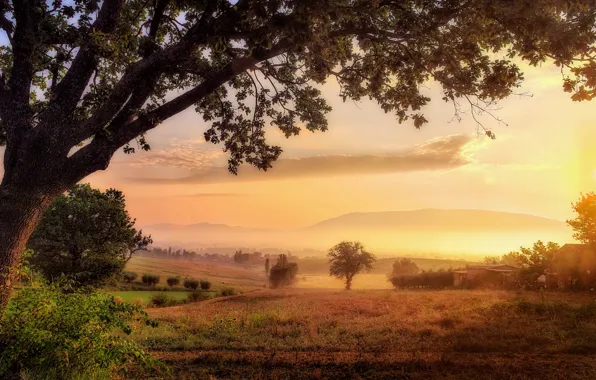 Field, trees, sunset