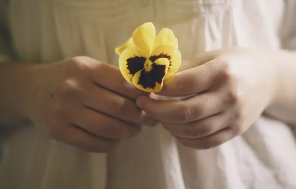 Flower, yellow, petals, Pansy