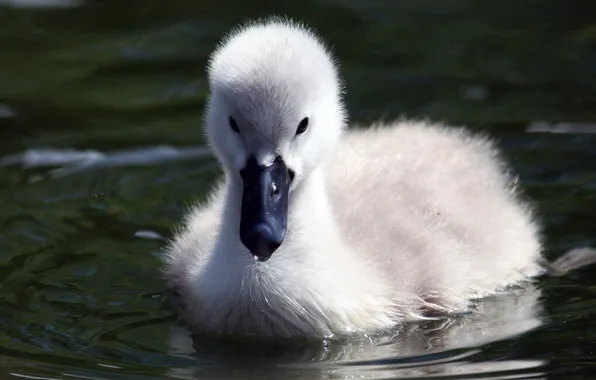 Picture water, lake, Swan, cub