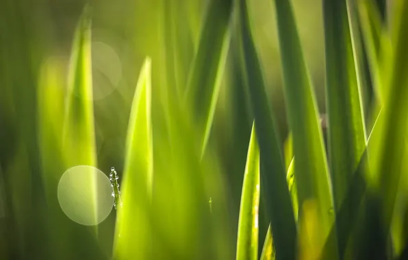 Greens, macro, nature