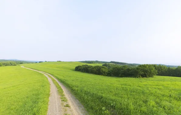 Picture greens, beauty, dal, Road, horizon