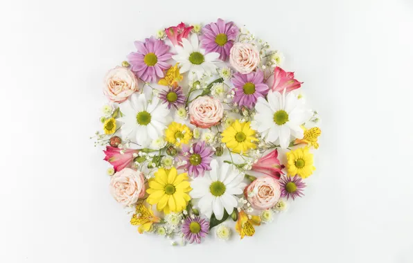 Picture white, flowers, background, composition