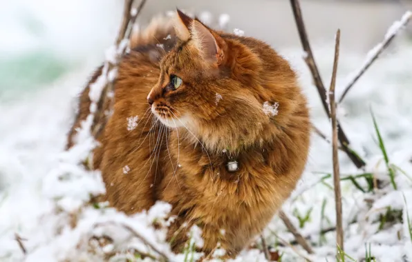 Winter, cat, eyes, snowflakes, background, wool