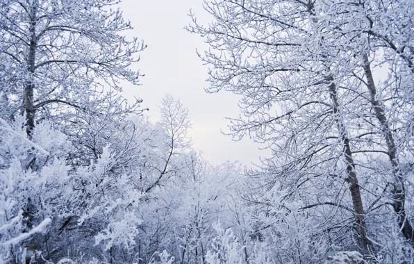 Picture winter, snow, trees, branch, frost, Nature, trees, winter