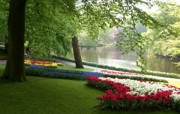 Greens, grass, leaves, trees, flowers, branches, pond, Park