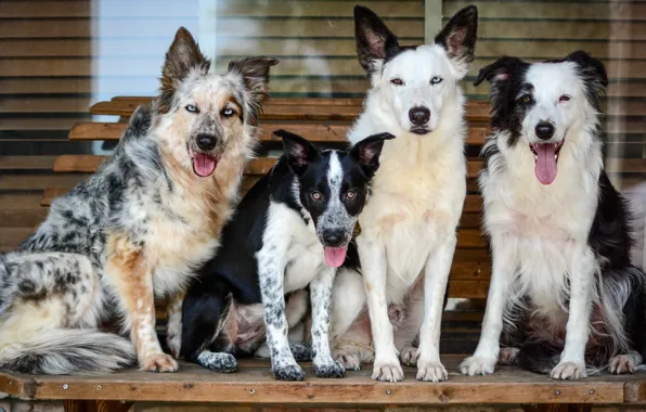 Dogs, company, sitting, posing, boys, four friends