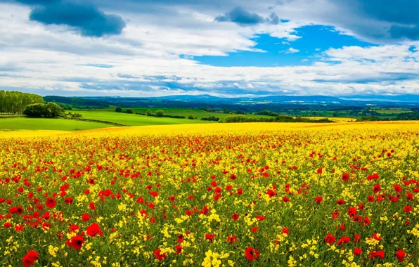 HILLS, HORIZON, The SKY, FIELD, CLOUDS, YELLOW, FLOWERS, RED